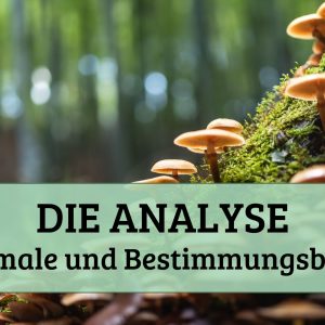 Die Analyse I