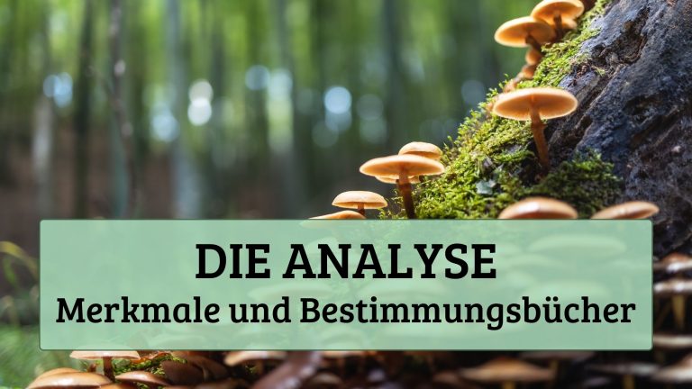 Die Analyse I