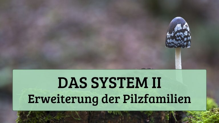 Das System II