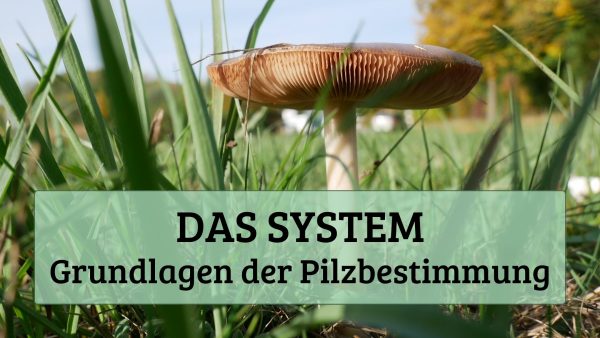 Das System
