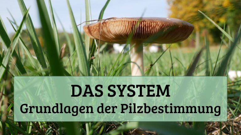 Das System