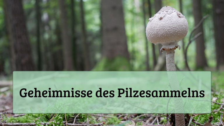 Geheimnisse des Pilzesammelns