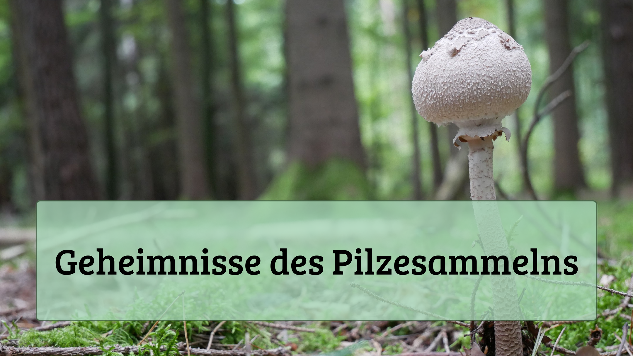 Geheimnisse des Pilzesammelns