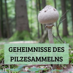 Geheimnisse des Pilzesammelns