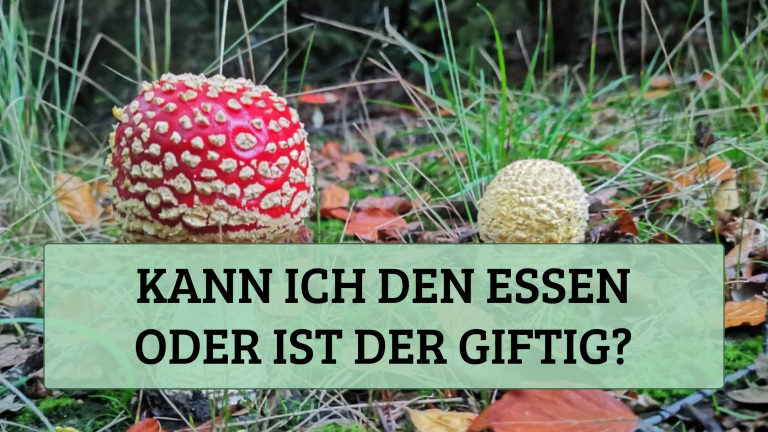 Masterclass: Kann ich den essen oder ist der giftig?