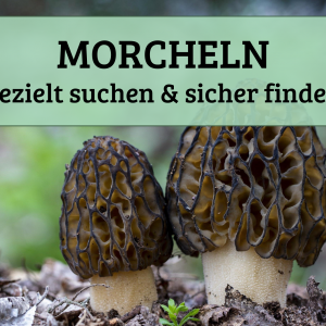 Morcheln - gezielt suchen & sicher finden