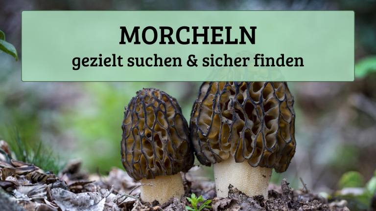 Morcheln – gezielt suchen & sicher finden