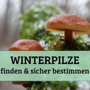 Winterpilze