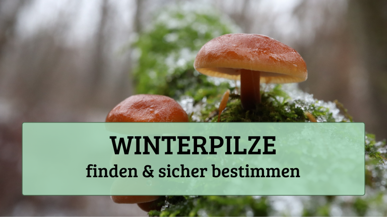 Winterpilze