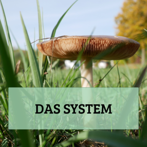 Paket: Pilze bestimmen